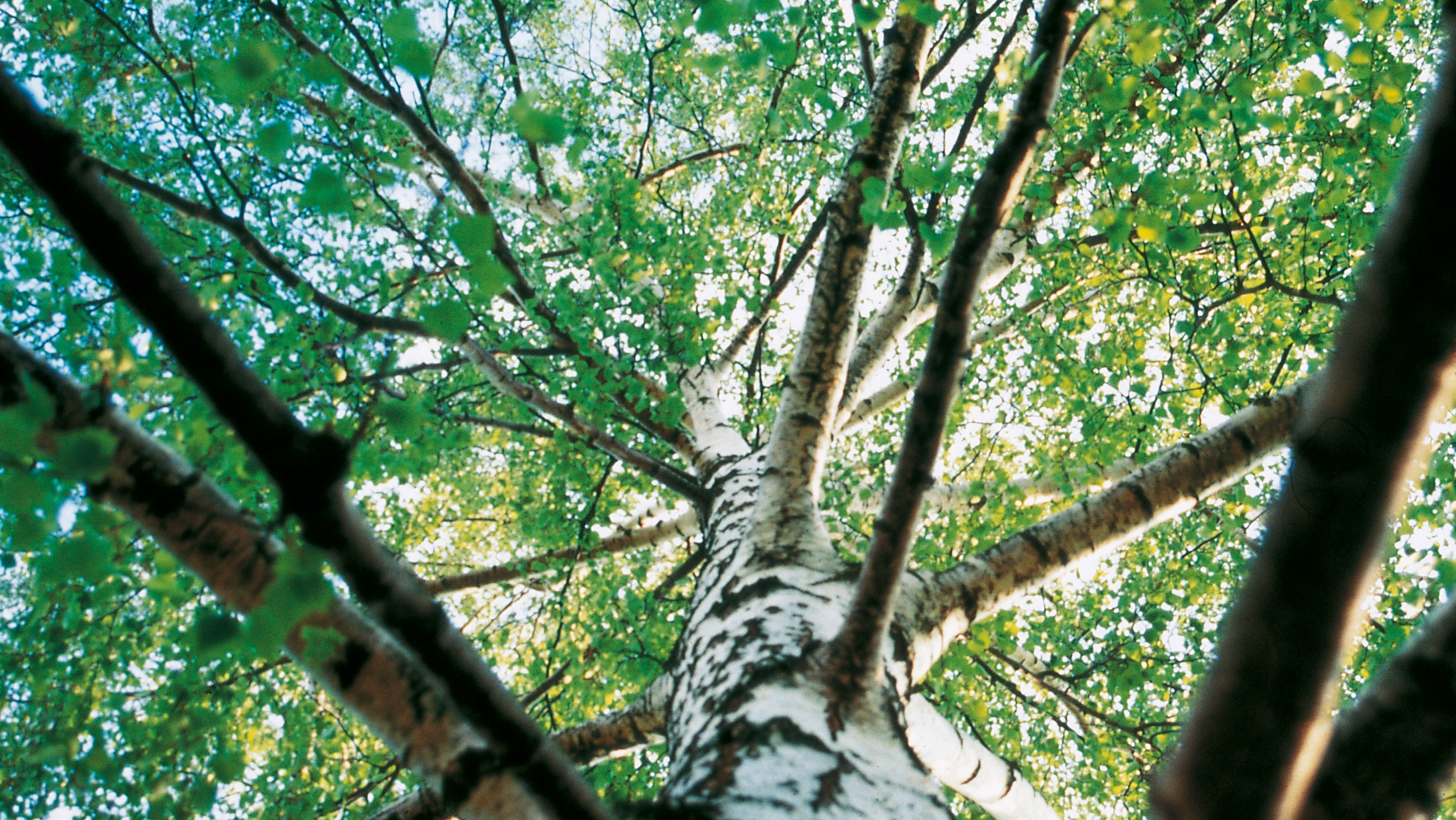 Trees with green leaves